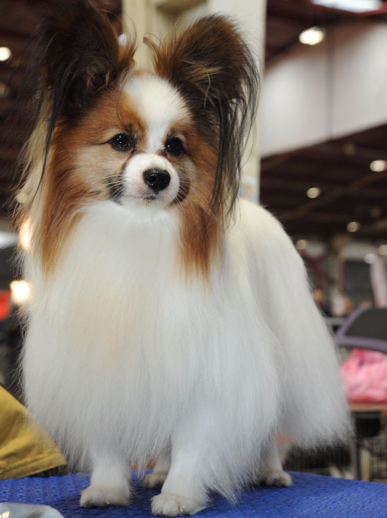 CH. Guerrier goldac De Govalco